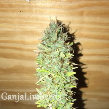 Auto Diesel Ryder feminised Ganja Seeds