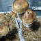 где заказать оттиск псилоцибиновых грибов  Tasmanian