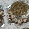 заказать споры псилоцибиновых грибов Tasmanian почтой