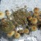 заказать качественный оттиск псилоцибиновых грибов Tasmanian 