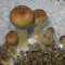 заказать качественную взвесь псилоцибиновых грибов  Tasmanian