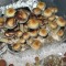 где можно заказать псилоцибиновых грибов Tasmanian