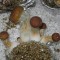 заказать споры псилоцибиновых грибов Tasmanian