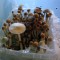 заказать споры псилоцибиновых грибов  Tasmanian Украина