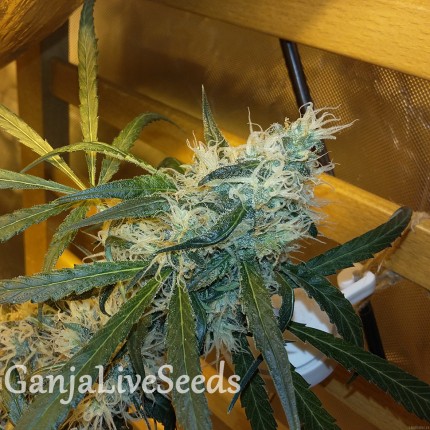 Ultra Power Plant feminised Victory Seeds