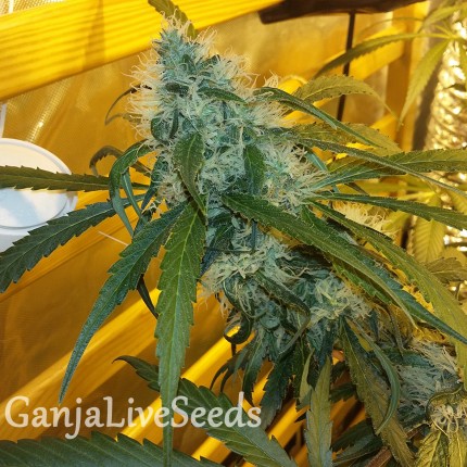 Ultra Power Plant feminised Victory Seeds