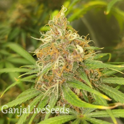 Black Domina feminised Ganja Seeds