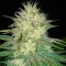 семена конопли f1 в оригинальной упаковке White Russian XXL feminised Victory Seeds