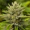 Семена марихуаны Tangerine feminised Ganja Seeds