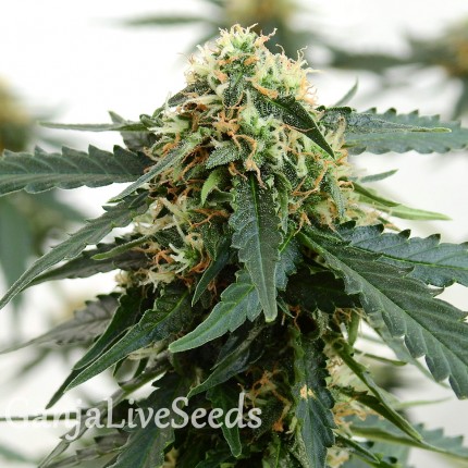 Tangerine feminised Ganja Seeds