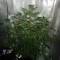 Семена конопли Tangerine feminised Ganja Seeds