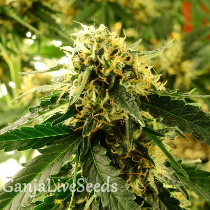 Tangerine feminised Ganja Seeds