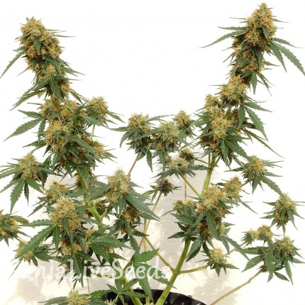 Tangerine feminised Ganja Seeds