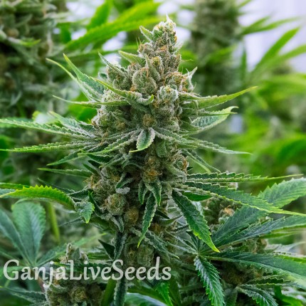 Tangerine feminised Ganja Seeds