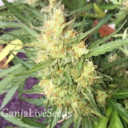 Auto Cheese feminised Ganja Seeds