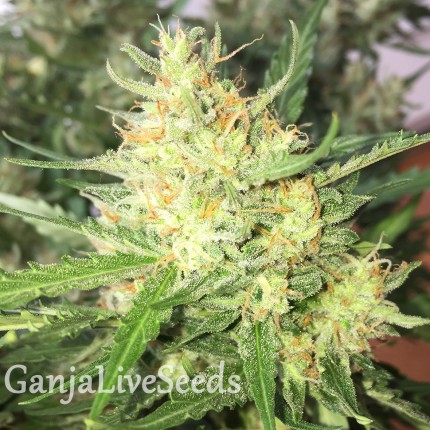 Auto Cheese feminised Ganja Seeds