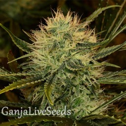 Chupacabra feminised Ganja Seeds