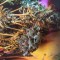 Семена марихуаны Think Fast feminised Ganja Seeds