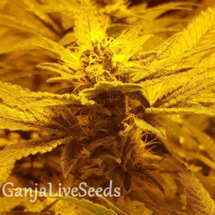 Auto Lemon feminised Ganja Seeds