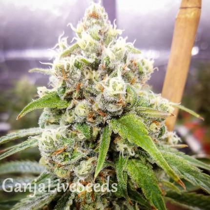 Black Domina x Jack Herer feminised Ganja Seeds