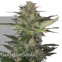 Auto Red Dwarf feminised Ganja Seeds