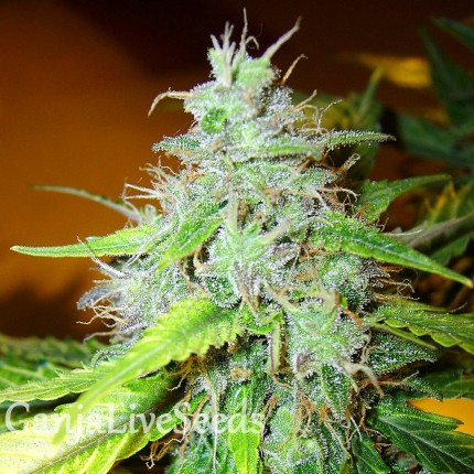 White Blueberry Pie feminised Ganja Seeds