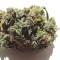 Семена каннабиса White Blueberry Pie feminised Ganja Seeds