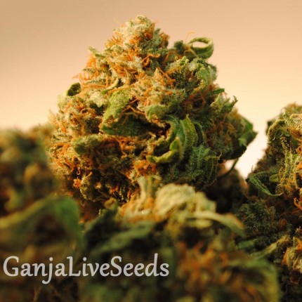 Bubble Yam feminised Ganja Seeds