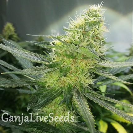 Auto AK 47 feminised GanjaLiveSeeds