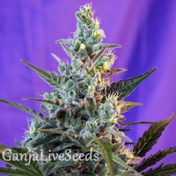 Auto Sweet Skunk feminised GanjaLiveSeeds