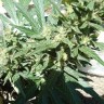 Семена марихуаны White Gum feminised Ganja Seeds