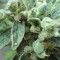 Семена конопли White Gum feminised Ganja Seeds