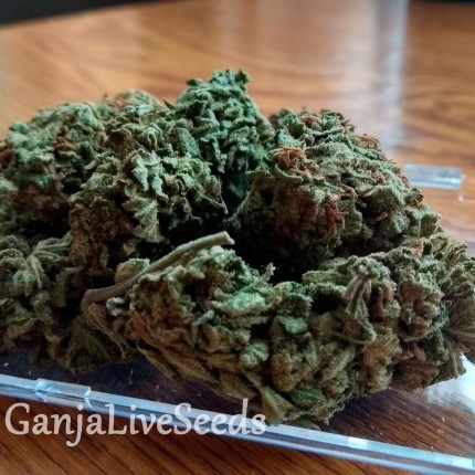 Auto Royal Gorilla feminised Ganja Seeds