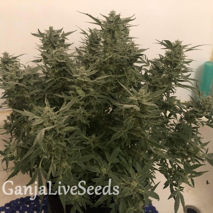 Auto Bomb feminised Ganja Seeds