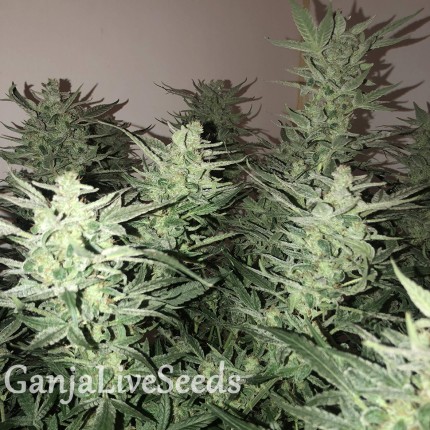 Auto Bomb feminised Ganja Seeds