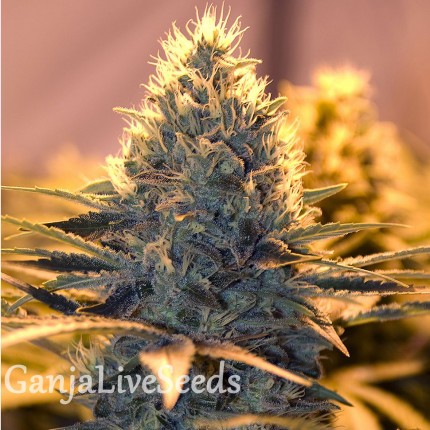 White Lavender feminised Ganja Seeds