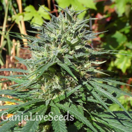 White Lavender feminised Ganja Seeds