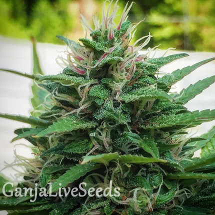 White Lavender feminised Ganja Seeds