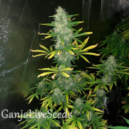 Auto Royal Gorilla feminised GanjaLiveSeeds
