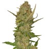 семена конопли Auto Pineapple Chunk feminised Ganja Seeds