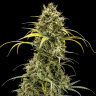 семенам конопли Auto Pineapple Chunk feminised Ganja Seeds