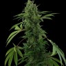 купить семена конопли Auto Pineapple Chunk feminised Ganja Seeds