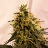 купить семенам конопли Auto Pineapple Chunk feminised Ganja Seeds