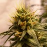 семена конопли почтой Auto Pineapple Chunk feminised Ganja Seeds