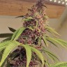 семена конопли интернете Auto Pineapple Chunk feminised Ganja Seeds