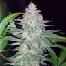 заказать семена конопли Auto Pineapple Chunk feminised Ganja Seeds