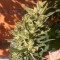 Семена марихуаны Auto Colorado Cookies feminised Ganja Seeds