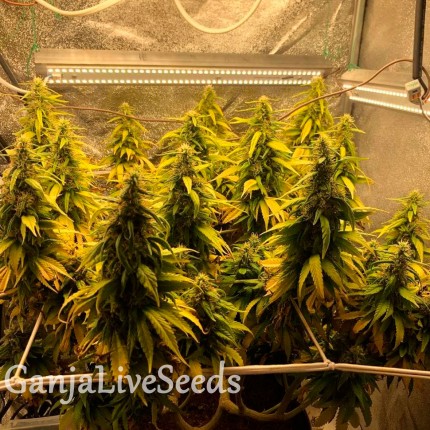 Auto Gagarin 2 feminised Ganja Seeds