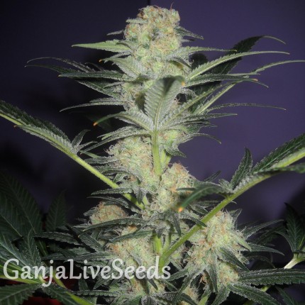 Auto Mamba Negra feminised Ganja Seeds