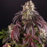 семена конопли наложенным Auto Purple Punch OG XL feminised Ganja Seeds